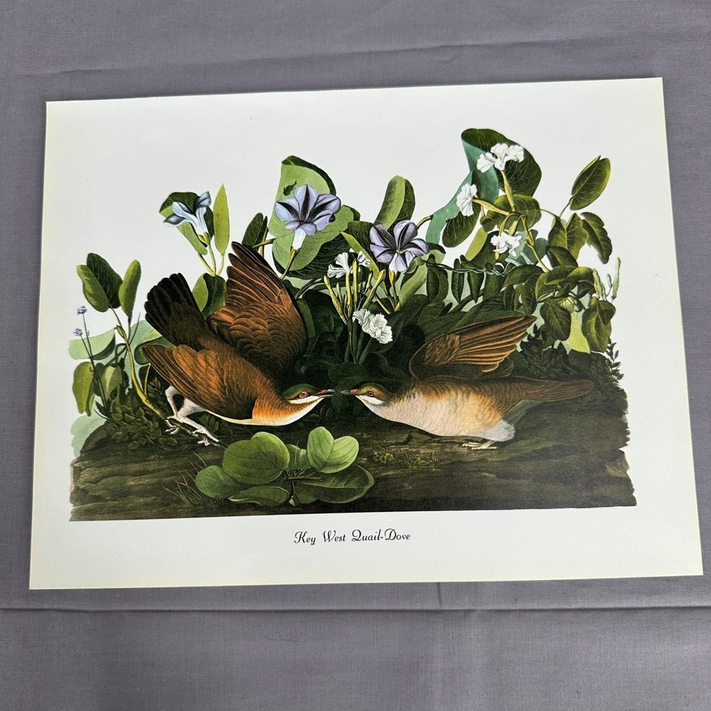 1950 Vintage Print Key West Quail Dove American Bird Art Illustration Audubon